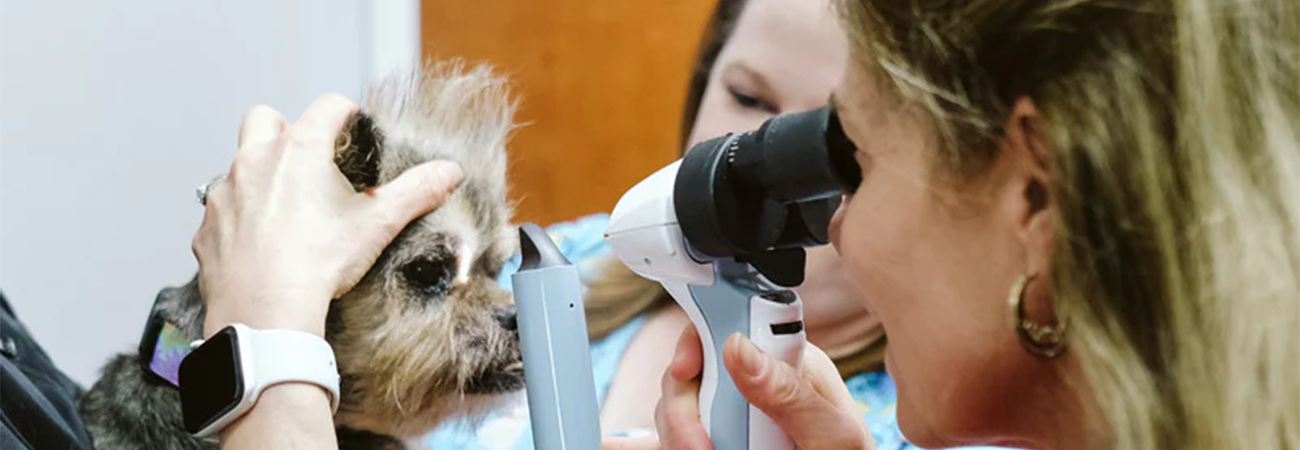 A Clear View: 3 Reasons To Get Your Pet’s Eyes Checked #GYPEC