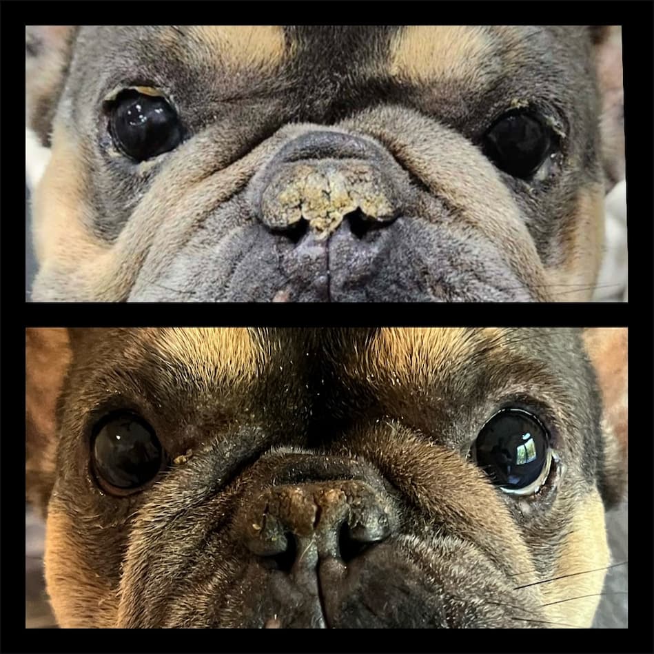 I cannot say enough about the Ocu-GLO Vegan capsules!