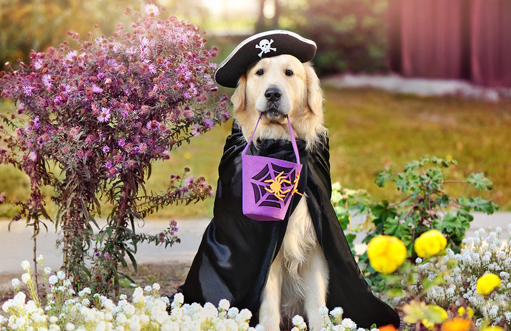 Halloween Pet Costume Contest - Enter to Win