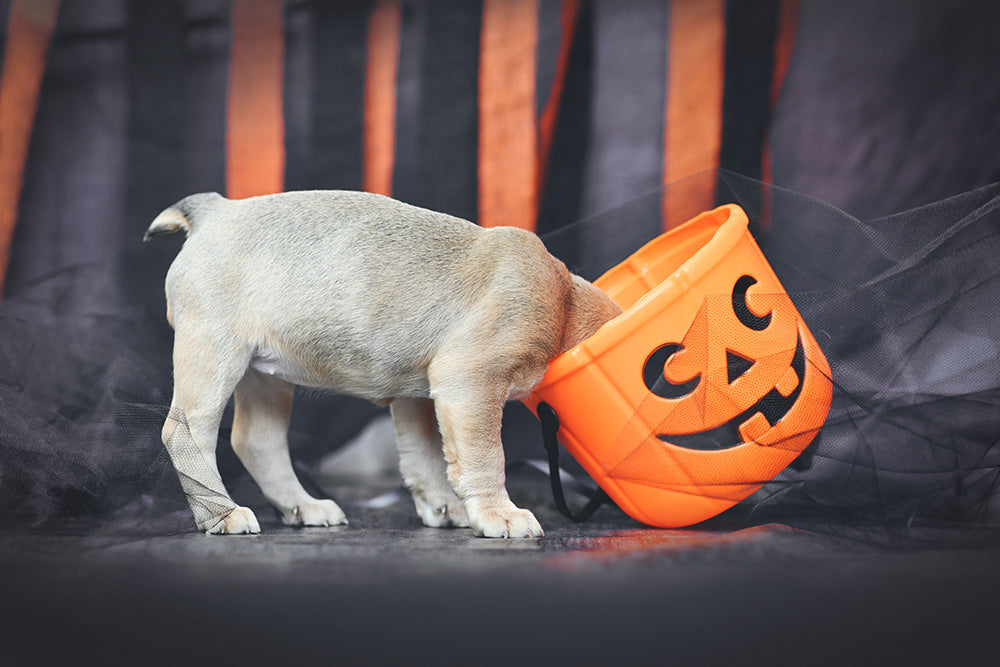 Pet Tip of the Month: Halloween Safety