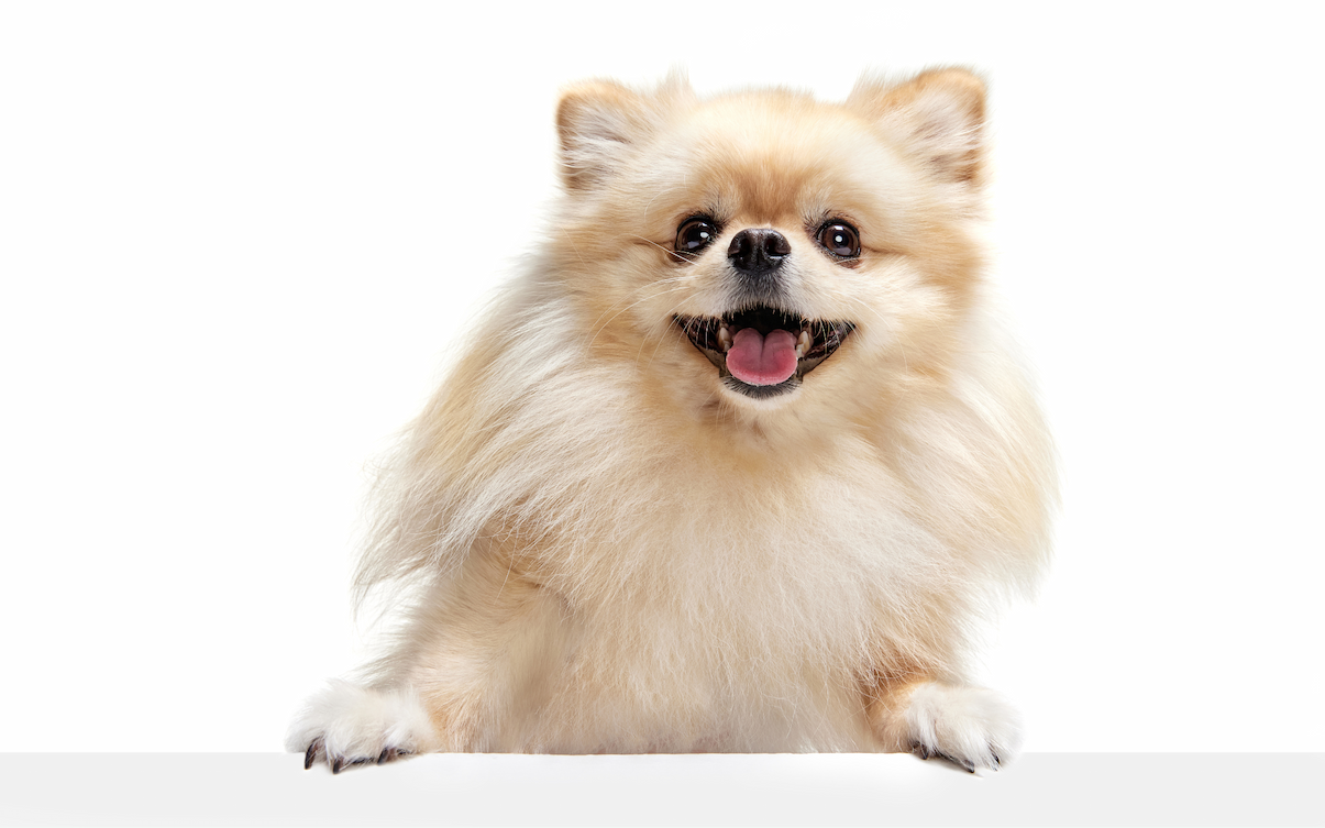 Join Our Loyalty Program